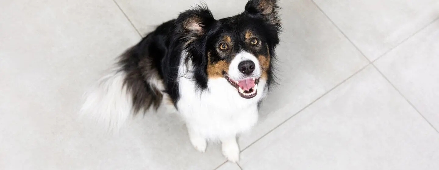 Pourquoi mon chien me regardetil fixement ? 8 raisons principales Purina